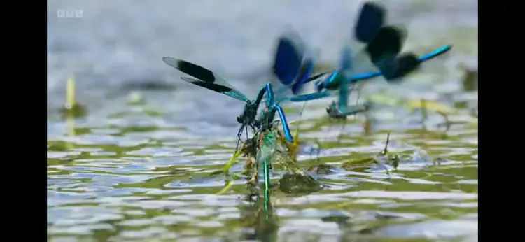 Banded demoiselle (Calopteryx splendens) as shown in Wild Isles - Our Precious Isles